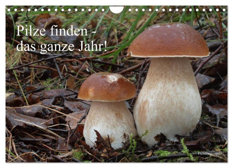 Pilze finden - das ganze Jahr! (Wandkalender 2027 DIN A4 quer), CALVENDO Monatskalender