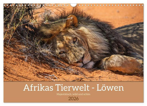 Afrikas Tierwelt - Löwen (Wandkalender 2026 DIN A3 quer), CALVENDO Monatskalender
