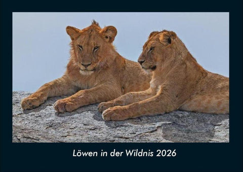 Löwen in der Wildnis 2026 Fotokalender DIN A4