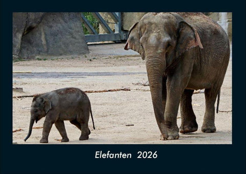 Elefanten  2026 Fotokalender DIN A4
