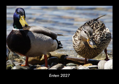 Enten 2027 Fotokalender DIN A3
