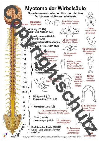 Myotome der Spinalnerven