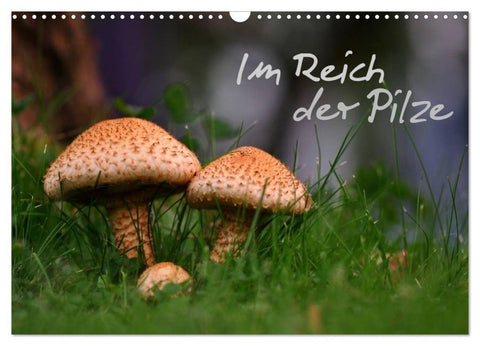 Im Reich der Pilze (Wandkalender 2026 DIN A3 quer), CALVENDO Monatskalender