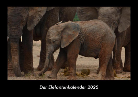 Der Elefantenkalender 2025 Fotokalender DIN A3