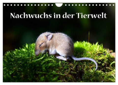 Nachwuchs in der Tierwelt (Wandkalender 2026 DIN A4 quer), CALVENDO Monatskalender
