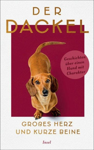 Der Dackel. Großes Herz und kurze Beine.