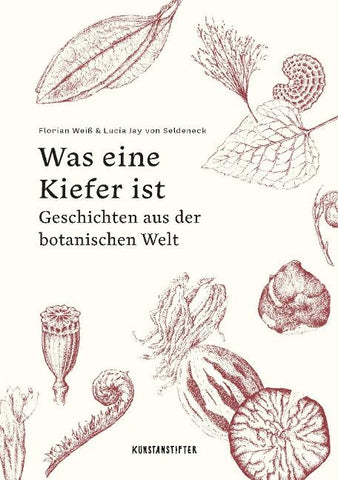 Was eine Kiefer ist