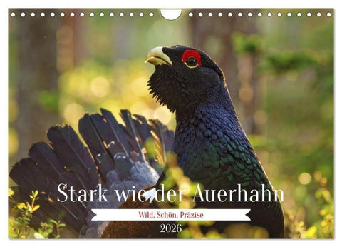 Stark wie der Auerhahn (Wandkalender 2026 DIN A4 quer), CALVENDO Monatskalender