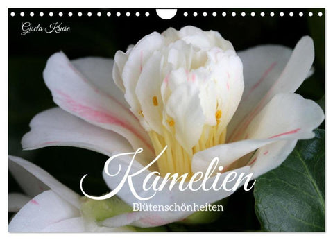 Kamelien - Blütenschönheiten (Wandkalender 2026 DIN A4 quer), CALVENDO Monatskalender