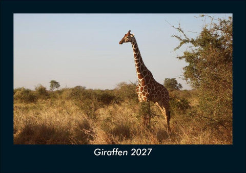 Giraffen 2027 Fotokalender DIN A5