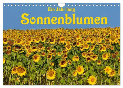 Ein Jahr lang Sonnenblumen (Wandkalender 2026 DIN A4 quer), CALVENDO Monatskalender