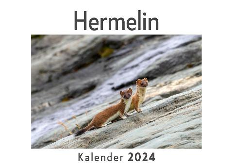 Hermelin (Wandkalender 2024, Kalender DIN A4 quer, Monatskalender im Querformat mit Kalendarium, Das perfekte Geschenk)