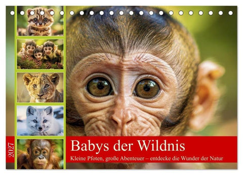 Babys der Wildnis (Tischkalender 2027 DIN A5 quer), CALVENDO Monatskalender