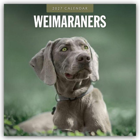 Weimaraners – Weimaraner 2027 – 16-Monatskalender