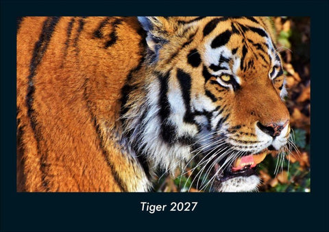 Tiger 2027 Fotokalender DIN A4