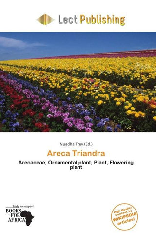 Areca Triandra