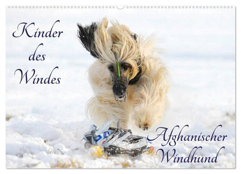 Kinder des Windes - Afghanischer Windhund (Wandkalender 2026 DIN A2 quer), CALVENDO Monatskalender