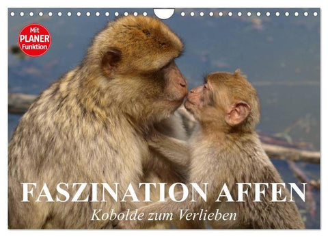 Faszination Affen. Kobolde zum Verlieben (Wandkalender 2026 DIN A4 quer), CALVENDO Monatskalender