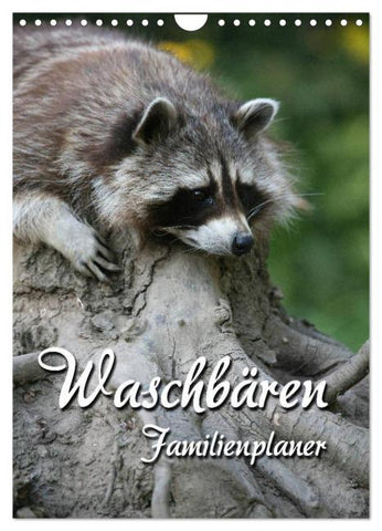 Waschbären Familienplaner (Wandkalender 2026 DIN A4 hoch), CALVENDO Monatskalender