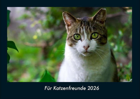 Für Katzenfreunde 2026 Fotokalender DIN A4