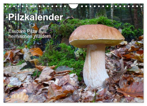 Pilzkalender (Wandkalender 2026 DIN A4 quer), CALVENDO Monatskalender