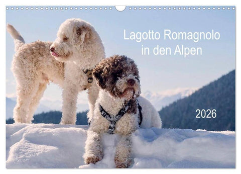 Lagotto Romagnolo in den Alpen 2026 (Wandkalender 2026 DIN A3 quer), CALVENDO Monatskalender