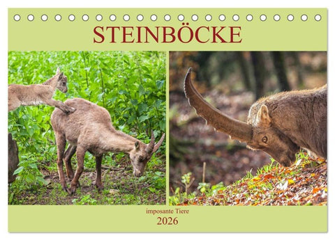 Steinböcke - imposante Tiere (Tischkalender 2026 DIN A5 quer), CALVENDO Monatskalender