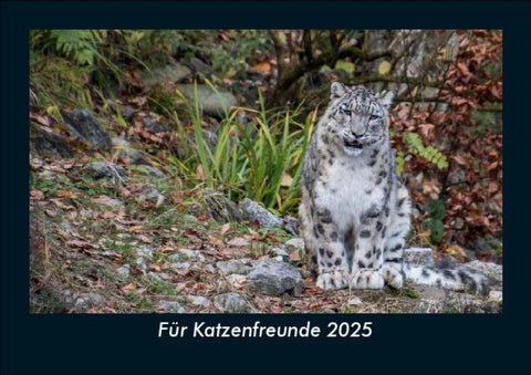 Für Katzenfreunde 2025 Fotokalender DIN A5