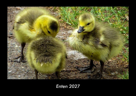 Enten 2027 Fotokalender DIN A3