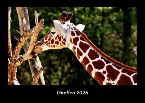 Giraffen 2026 Fotokalender DIN A3