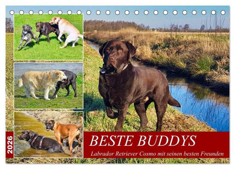 Beste Buddys (Tischkalender 2026 DIN A5 quer), CALVENDO Monatskalender