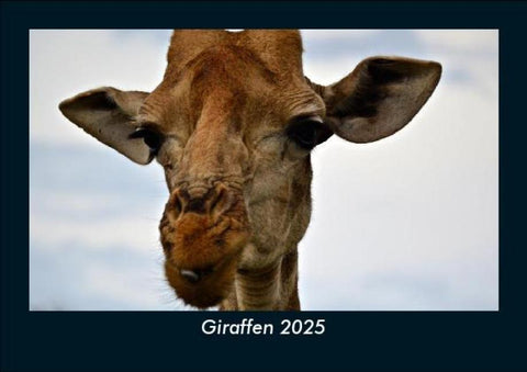 Giraffen 2025 Fotokalender DIN A5