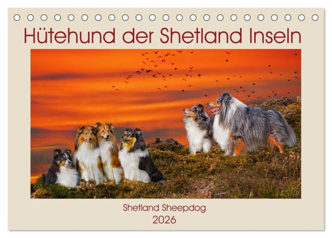 Hütehund der Shetland Inseln - Shetland Sheepdog (Tischkalender 2026 DIN A5 quer), CALVENDO Monatskalender