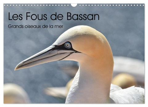 Fous de Bassan - Grands oiseaux marins (Calendrier mural 2026 DIN A3 vertical), CALVENDO calendrier mensuel