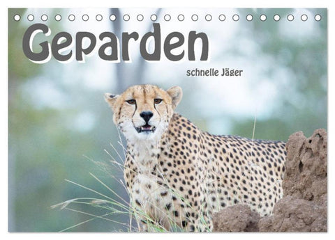 Geparden - schnelle Jäger (Tischkalender 2026 DIN A5 quer), CALVENDO Monatskalender