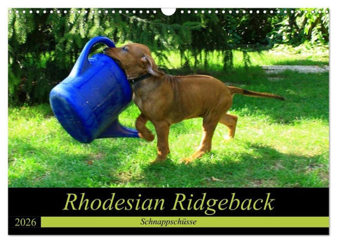 Rhodesian Ridgeback - Schnappschüsse - (Wandkalender 2026 DIN A3 quer), CALVENDO Monatskalender