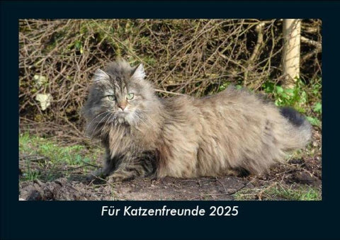 Für Katzenfreunde 2025 Fotokalender DIN A5