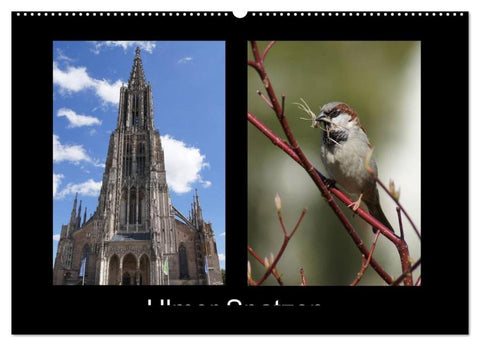 Ulmer Spatzen (Wandkalender 2026 DIN A2 quer), CALVENDO Monatskalender