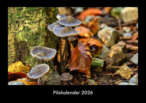 Pilzkalender 2026 Fotokalender DIN A3