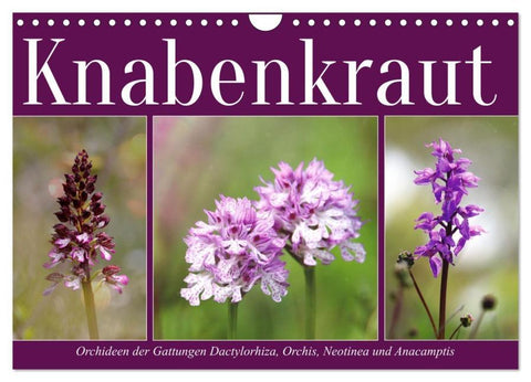 Knabenkraut (Wandkalender 2026 DIN A4 quer), CALVENDO Monatskalender