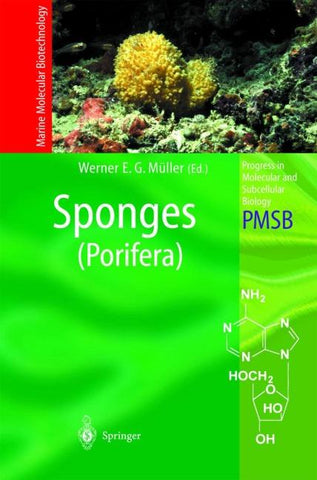 Sponges (Porifera)