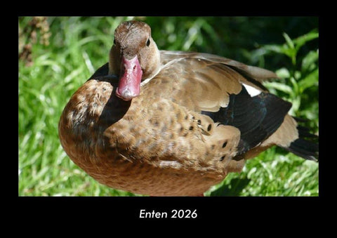 Enten 2026 Fotokalender DIN A3