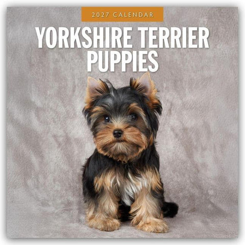 Yorkshire Terrier Puppies – Yorkshire Terrier Hundewelpen 2027 – 16-Monatskalender