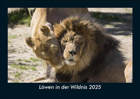 Löwen in der Wildnis 2025 Fotokalender DIN A5