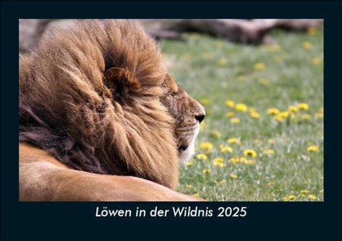 Löwen in der Wildnis 2025 Fotokalender DIN A5
