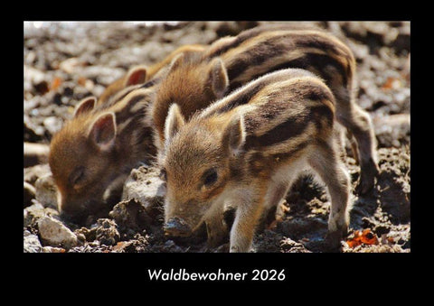 Waldbewohner 2026 Fotokalender DIN A3