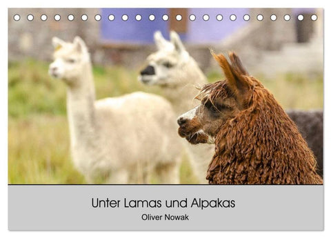 Unter Lamas und Alpakas (Tischkalender 2026 DIN A5 quer), CALVENDO Monatskalender