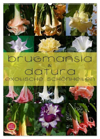 Brugmansia & Datura - Exotische Schönheiten (Wandkalender 2026 DIN A2 hoch), CALVENDO Monatskalender