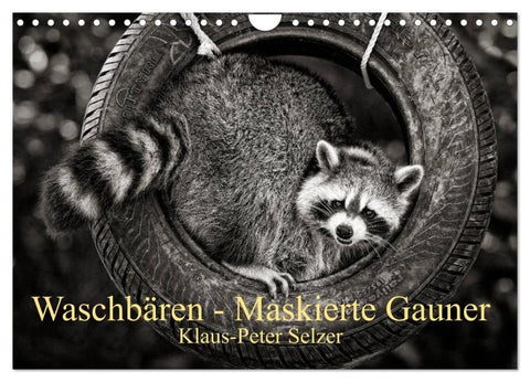 Waschbären - Maskierte Gauner (Wandkalender 2026 DIN A4 quer), CALVENDO Monatskalender