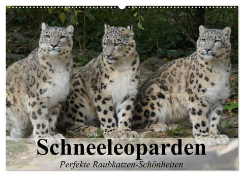Schneeleoparden. Perfekte Raubkatzen-Schönheiten (Wandkalender 2026 DIN A2 quer), CALVENDO Monatskalender